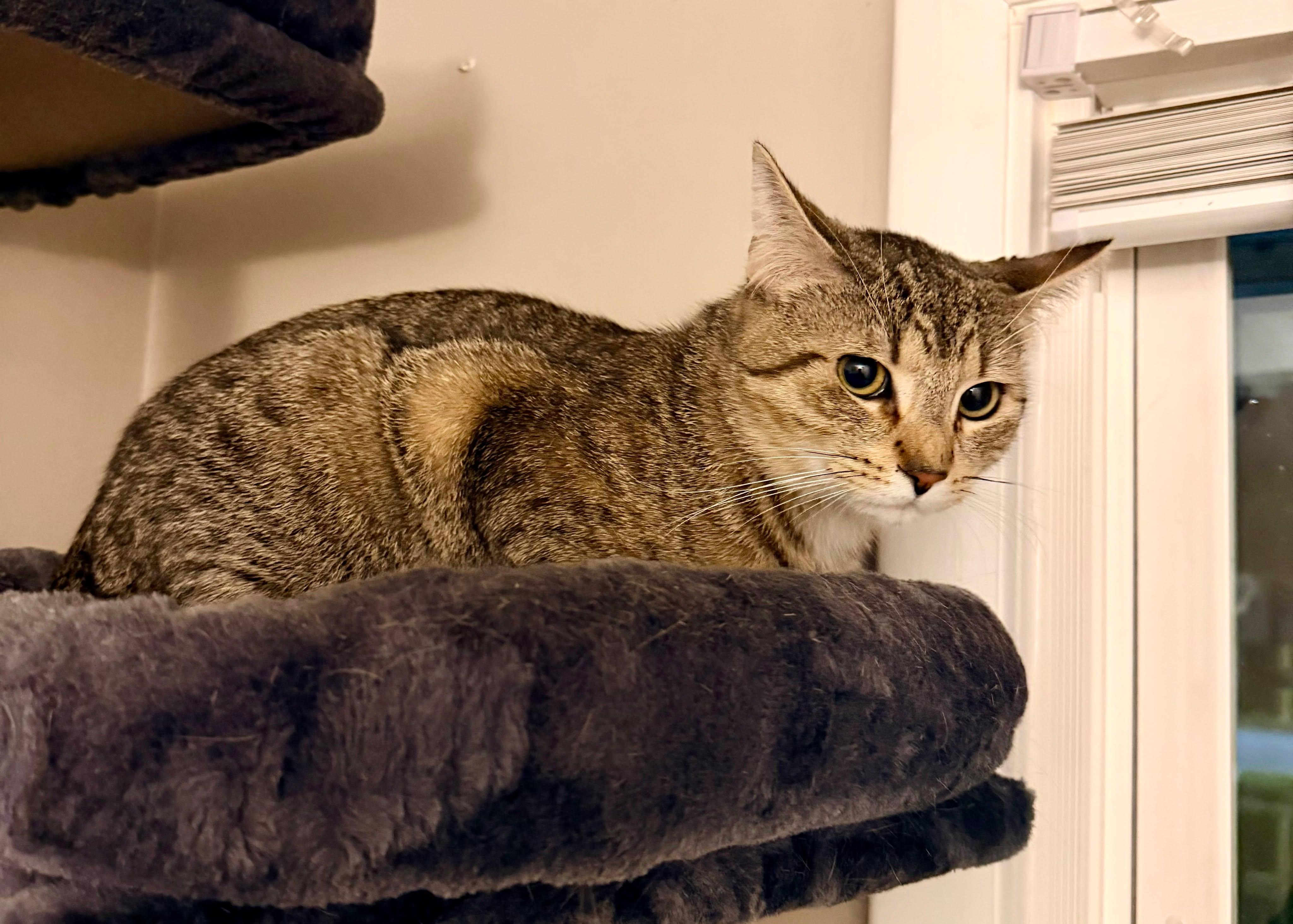 Enlarge Jim, a ADOPTABLE Domestic Short Hair in Rochester , NY image 6/6