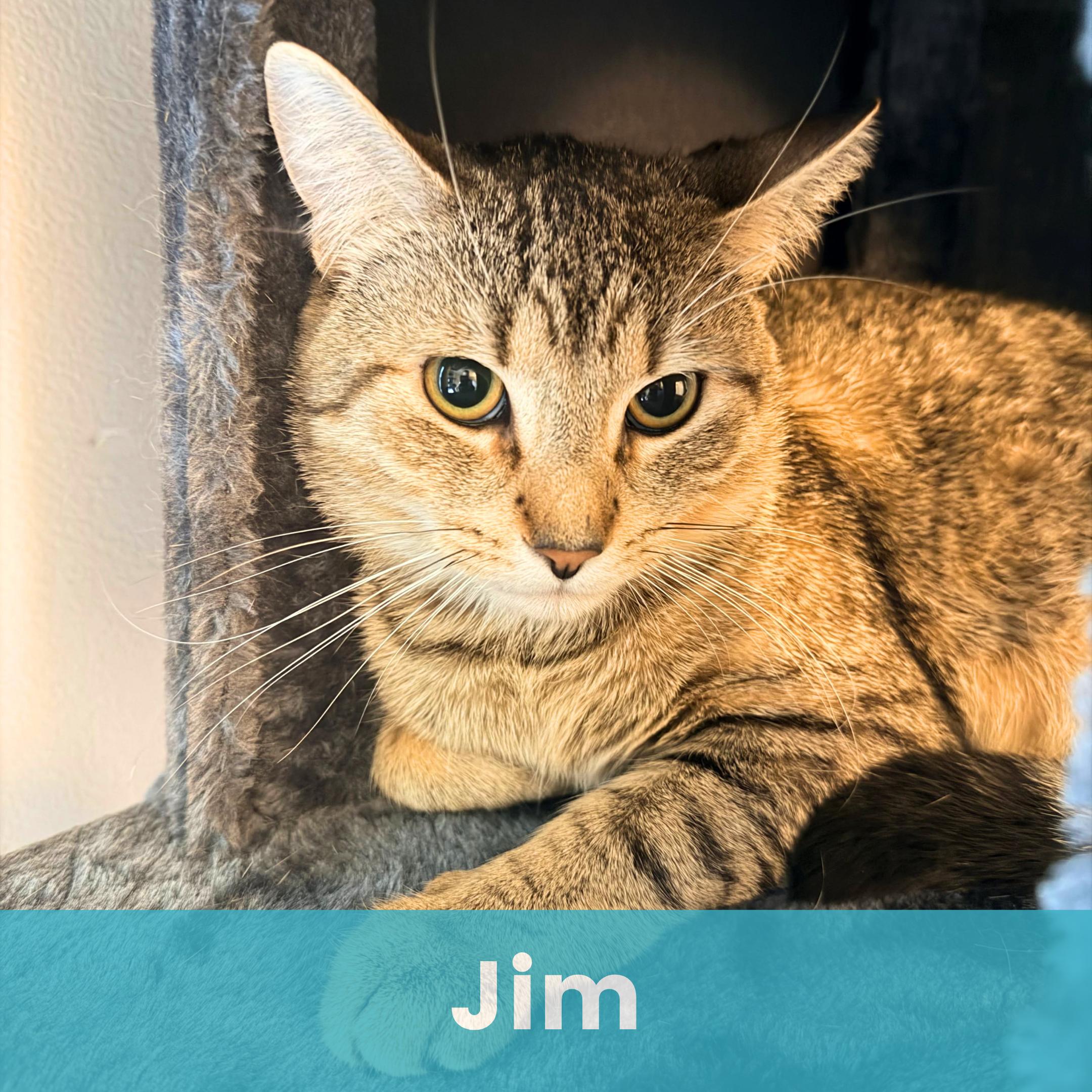 Jim, ADOPTABLE, Kitten Male Domestic Short Hair.