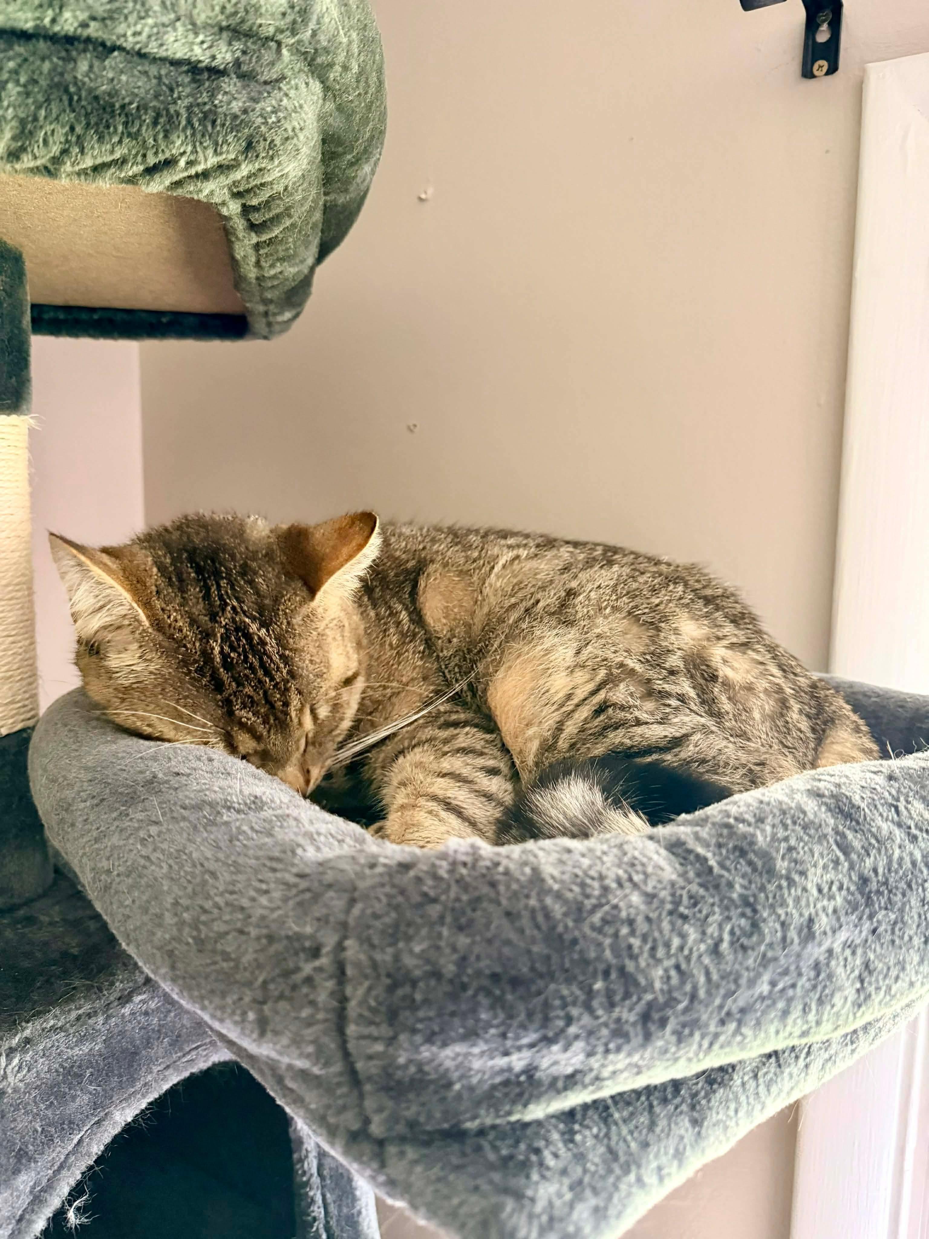 Enlarge Jim, a ADOPTABLE Domestic Short Hair in Rochester , NY image 6/6