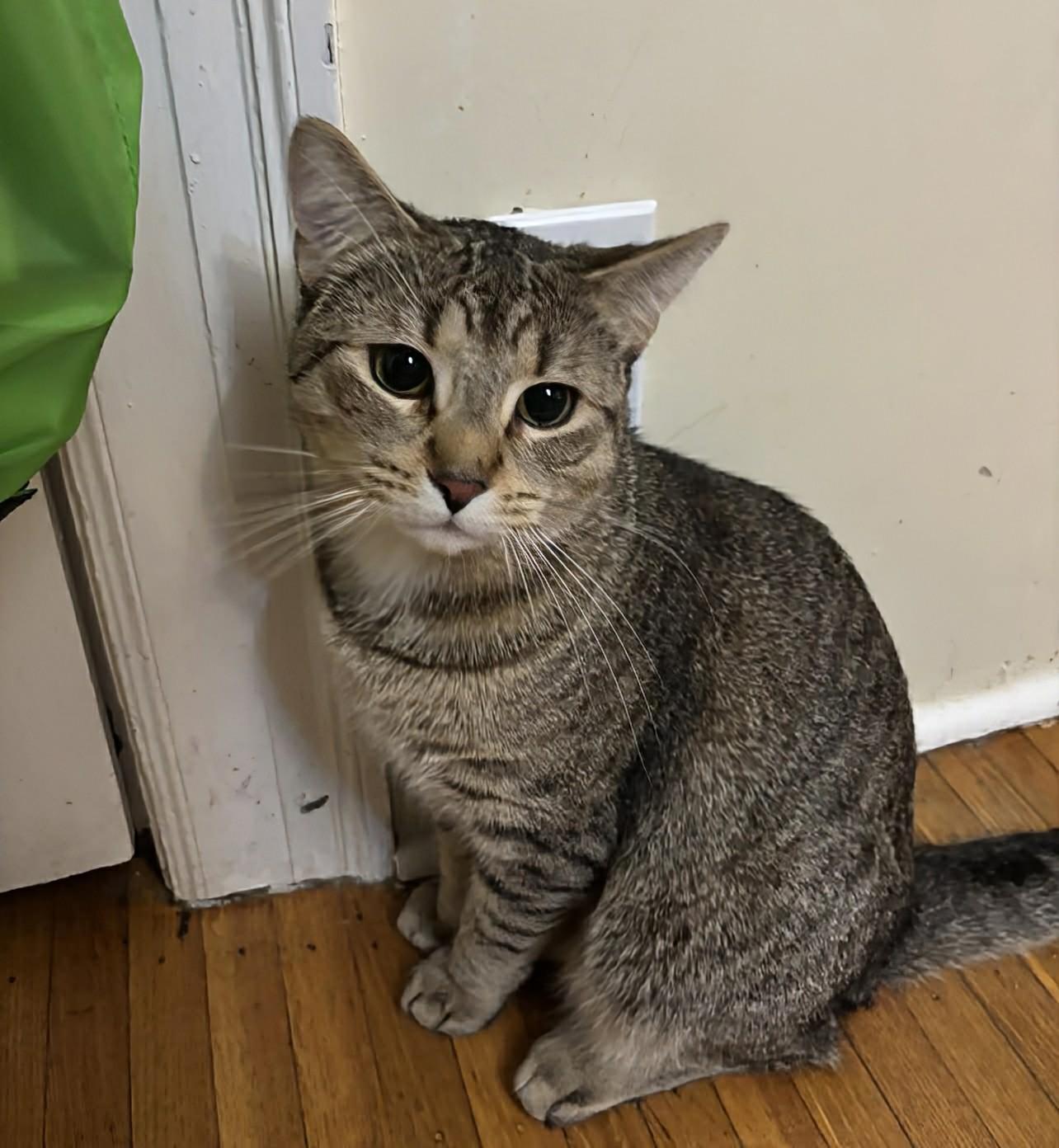 Enlarge Jim, a ADOPTABLE Domestic Short Hair in Rochester , NY image 2/6