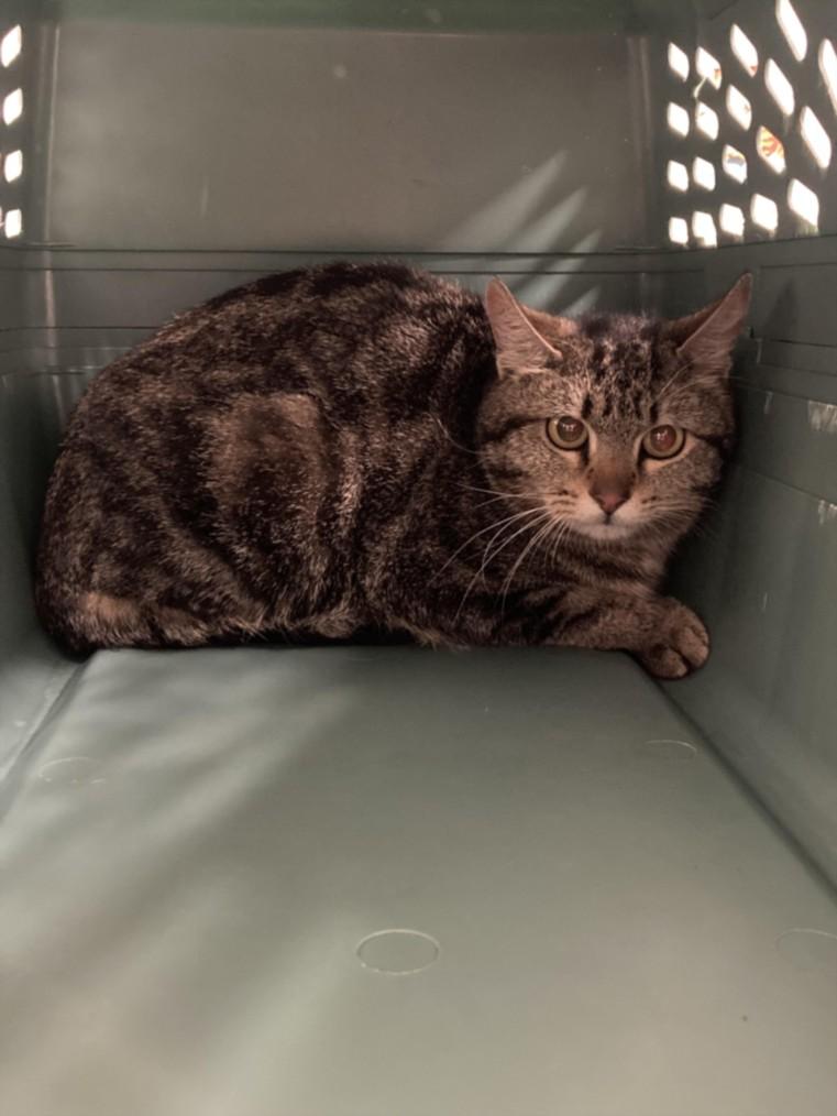 XENA, Adoptable, Adult Female Domestic Short Hair.