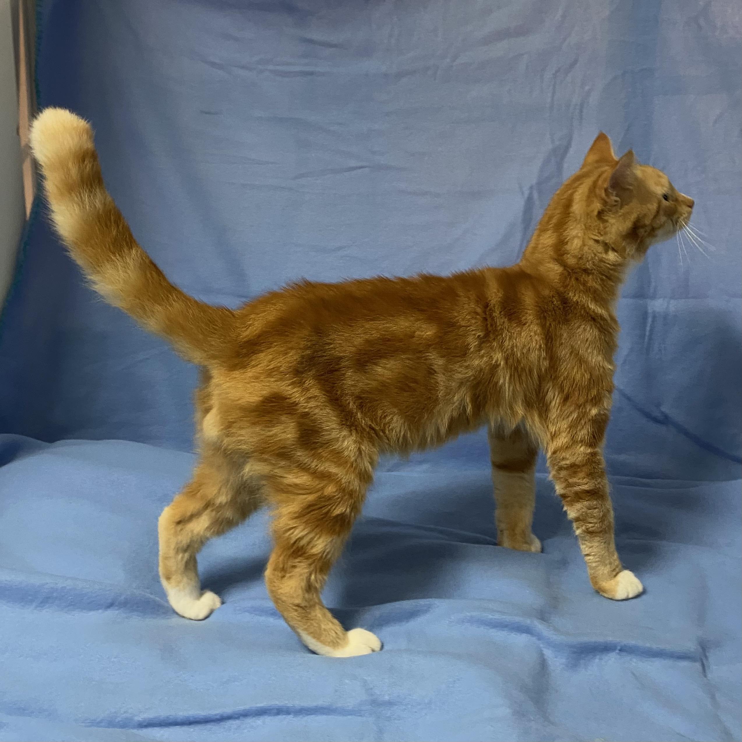 Enlarge Caramel, a Adoptable Domestic Short Hair in Stanstead, QC image 2/5