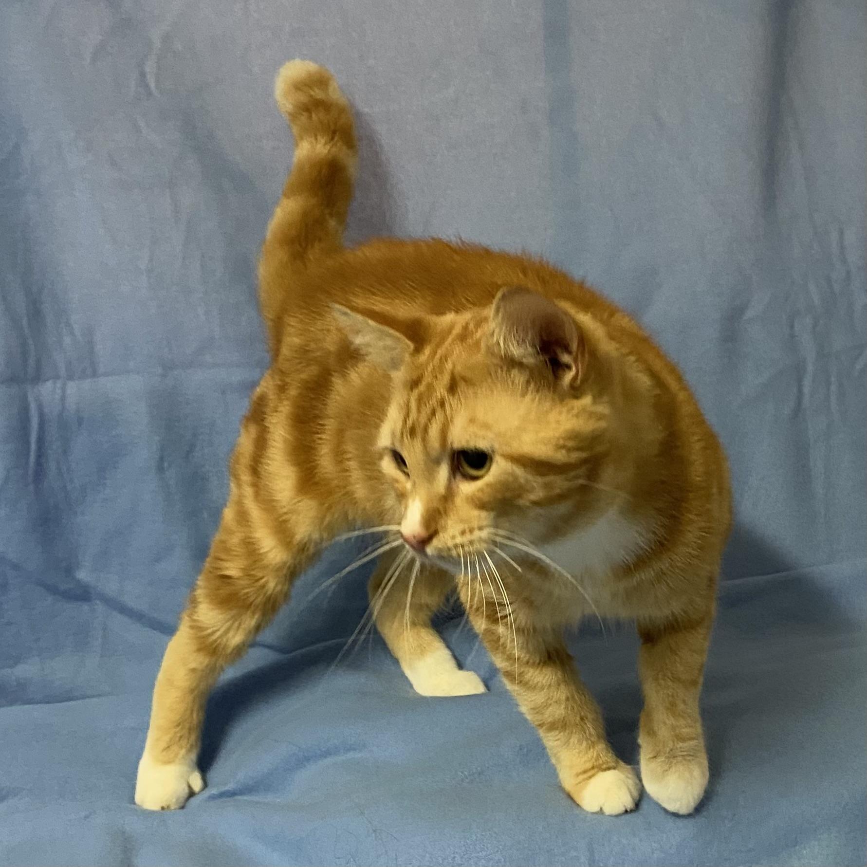 Enlarge Caramel, a Adoptable Domestic Short Hair in Stanstead, QC image 3/5