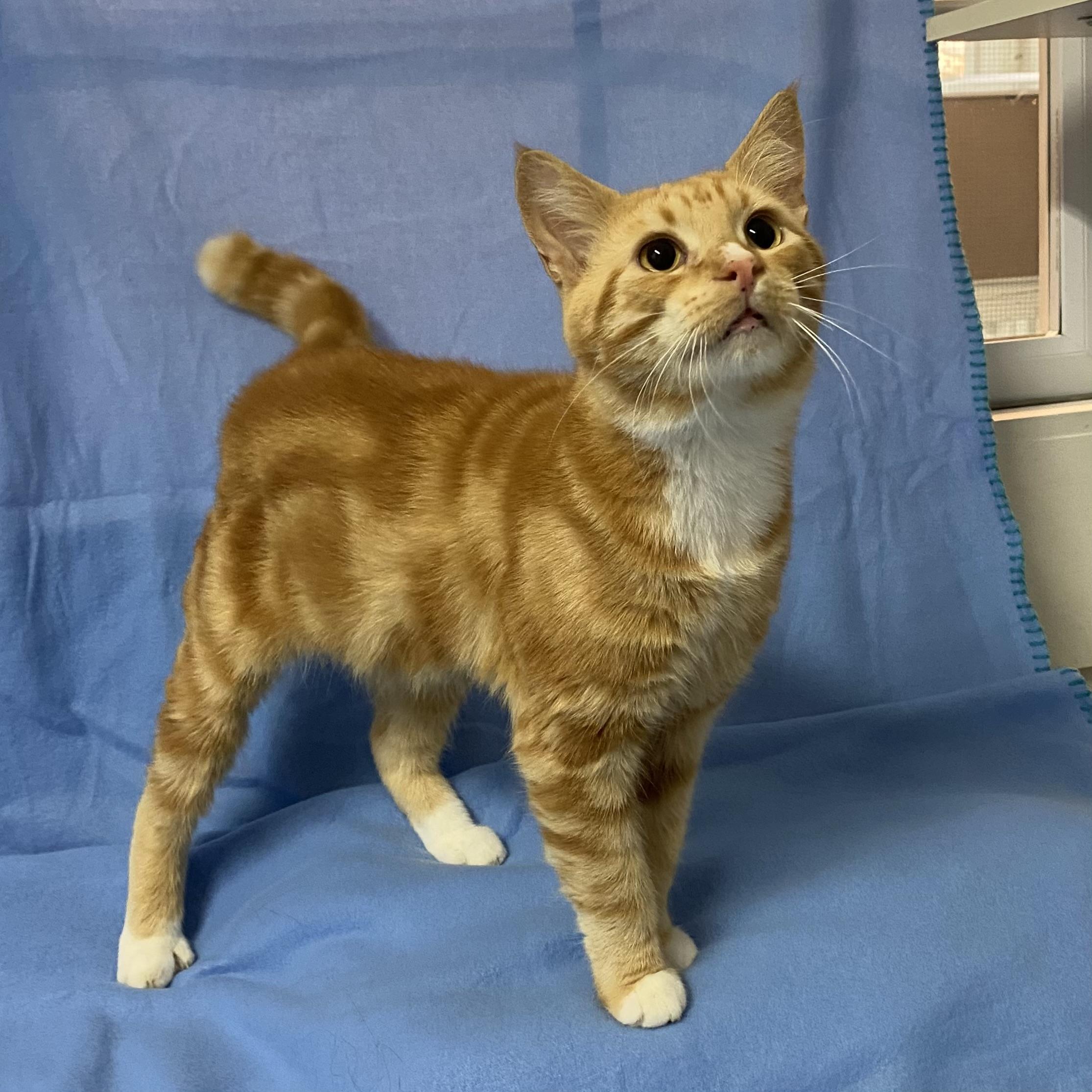 Enlarge Caramel, a Adoptable Domestic Short Hair in Stanstead, QC image 1/5