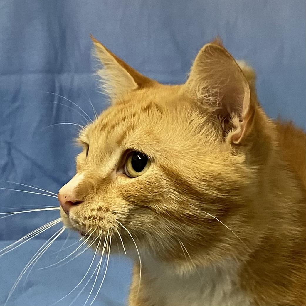 Enlarge Caramel, a Adoptable Domestic Short Hair in Stanstead, QC image 4/5