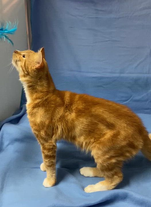 Enlarge Caramel, a Adoptable Domestic Short Hair in Stanstead, QC video 5/5