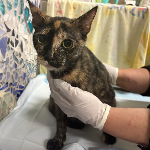 Enlarge CALLIE COCOA, a Adoptable Domestic Short Hair in Pensacola, FL image 1/1