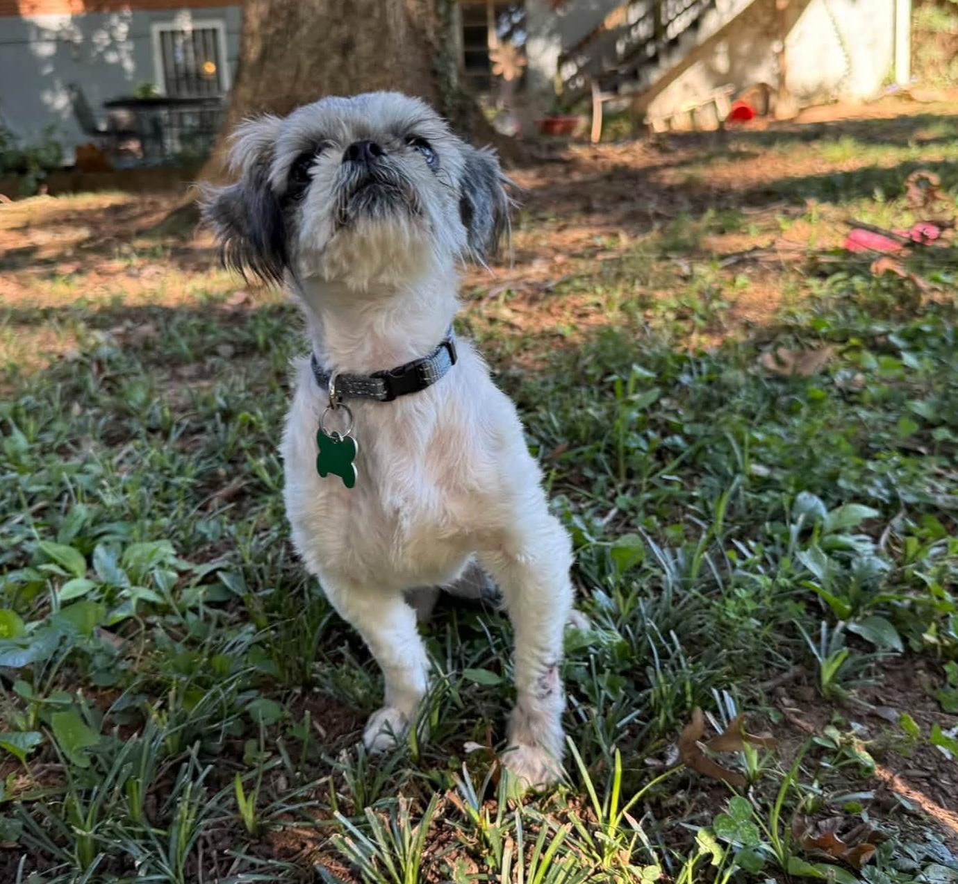 Enlarge Rudy, a Adoptable mixed breed in East Point, GA image 2/2