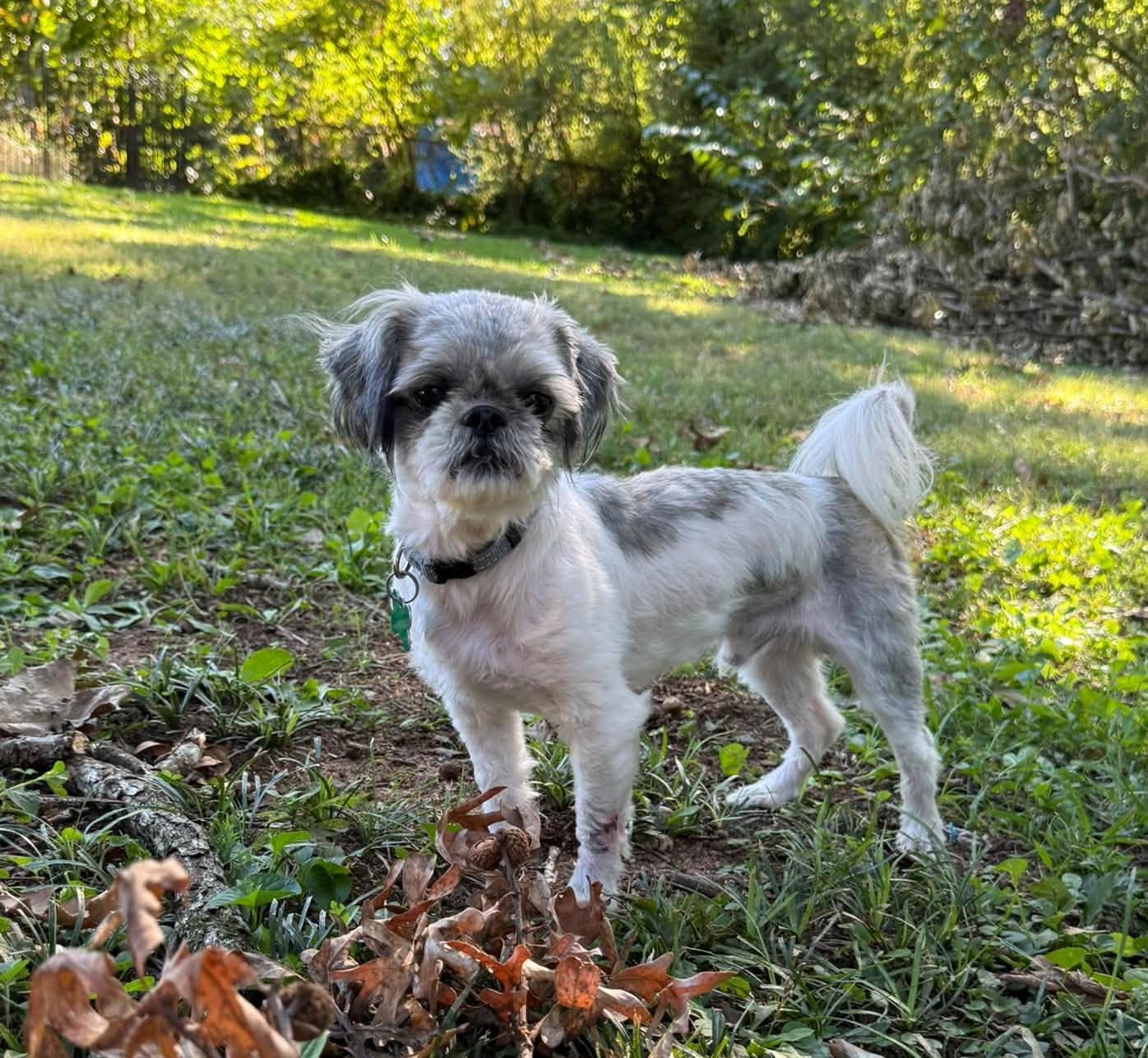 Rudy, Adoptable, Young Male Shih Tzu.