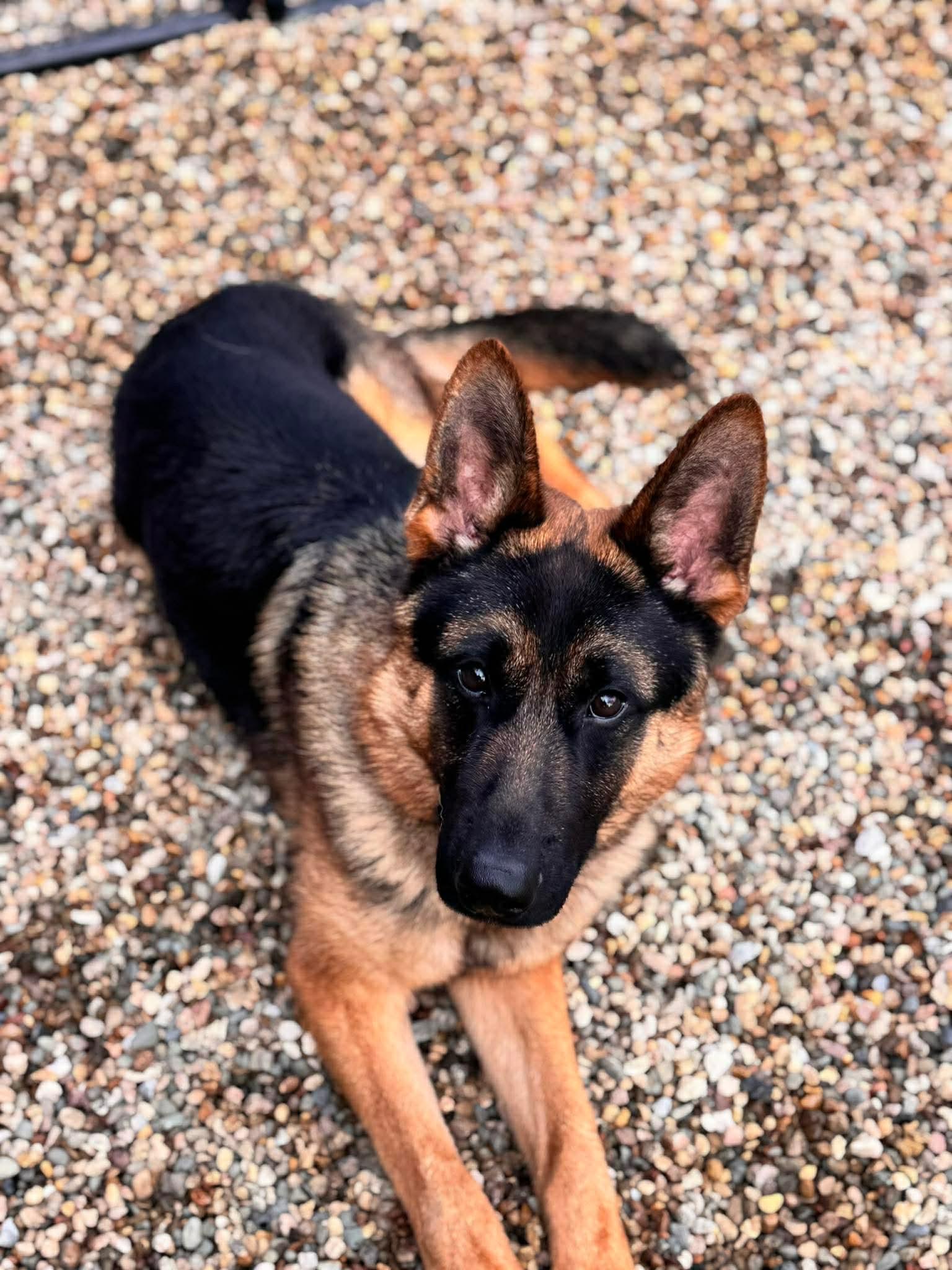 Axel, an adopted German Shepherd Dog in Independence, IA image 3/3