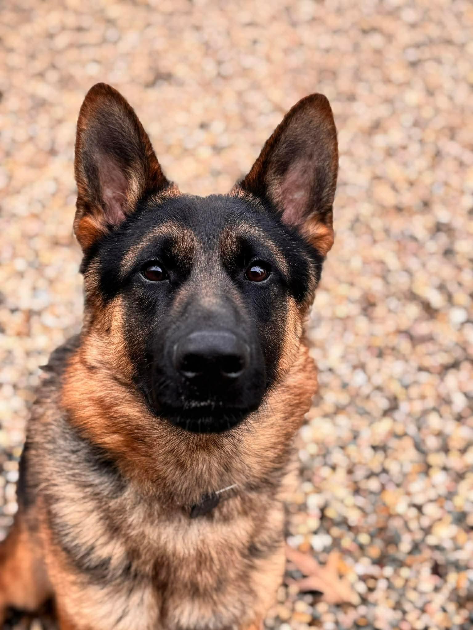 Axel, adopted, Young Male German Shepherd Dog.