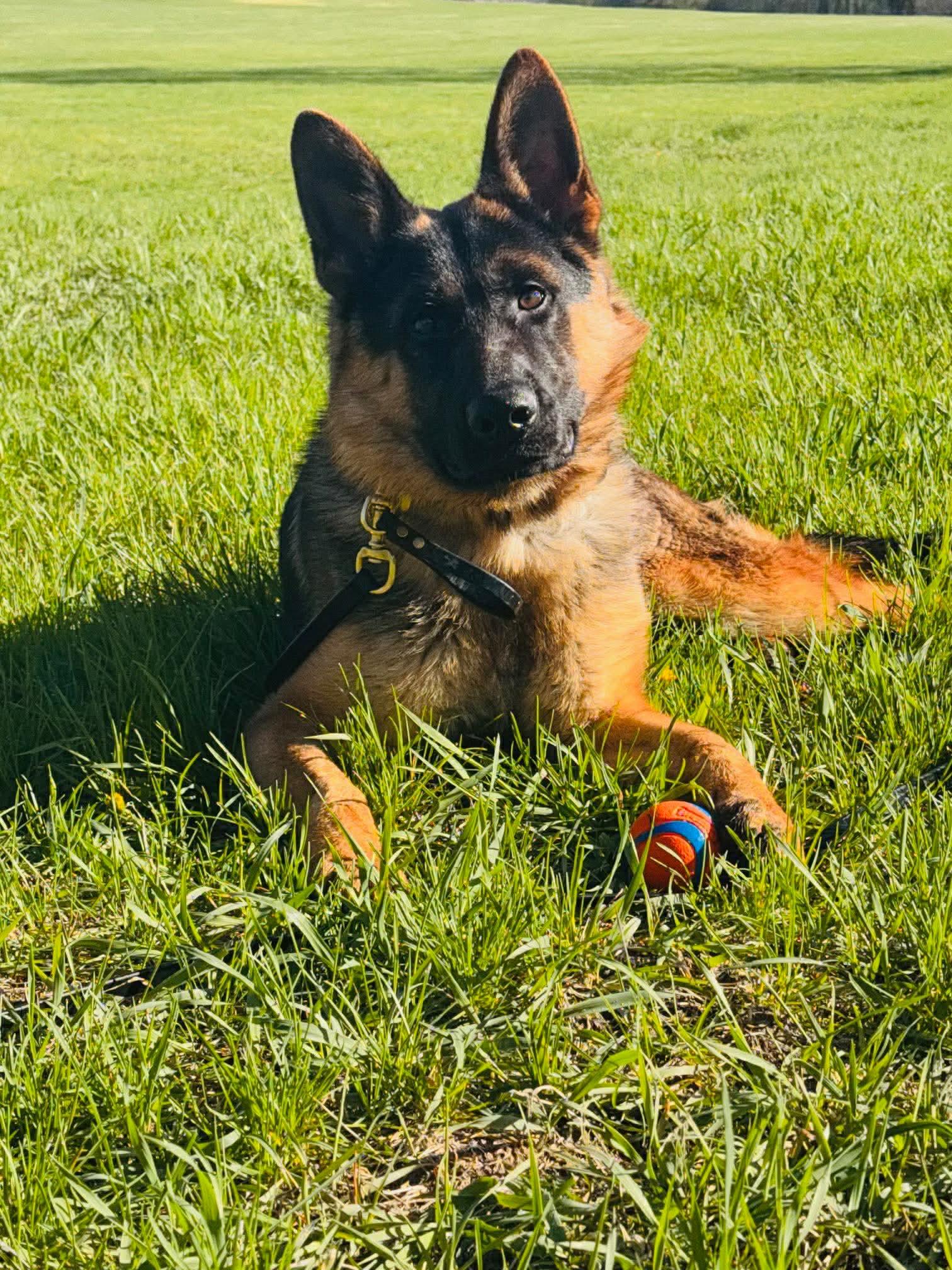 Axel, an adopted German Shepherd Dog in Independence, IA image 2/3