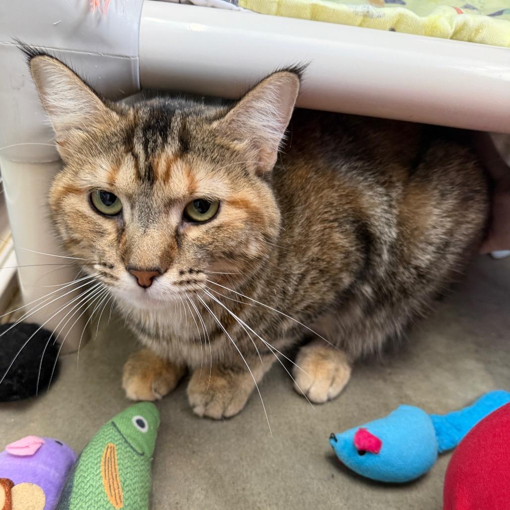 Enlarge Georgi, a Adoptable Domestic Short Hair in Mankato, MN image 1/1