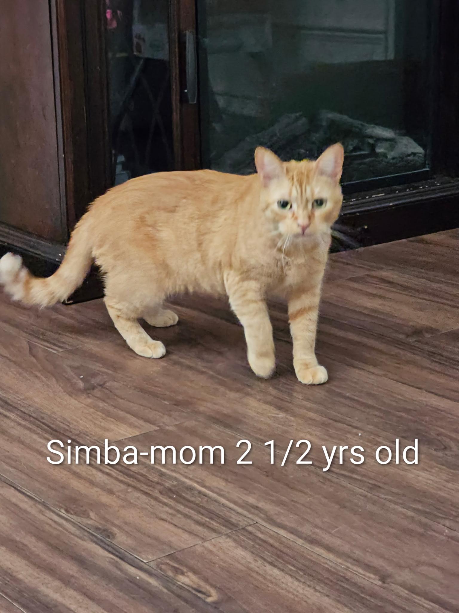 Enlarge Simba, a ADOPTABLE Domestic Short Hair in Monrovia , CA image 1/1