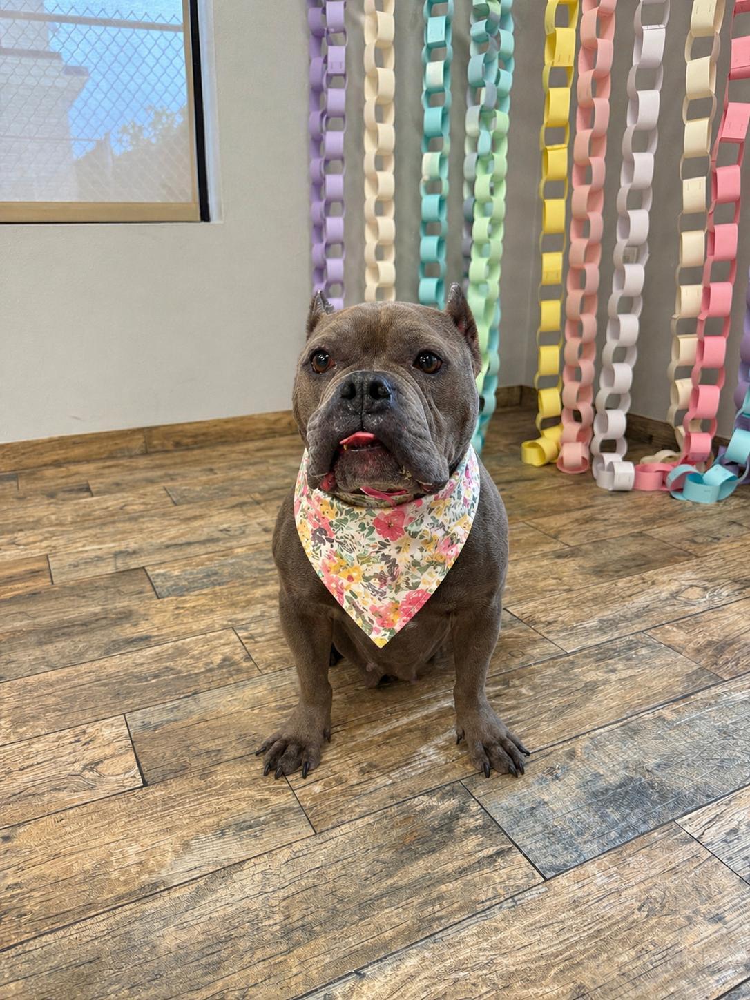 Bubbles, adopted, Adult Female American Bully.