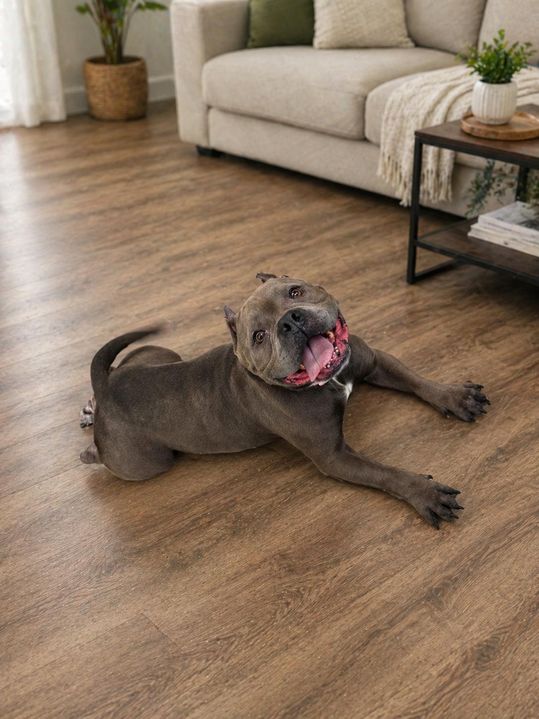 Enlarge Bubbles, an adopted American Bully in Salem, OR image 5/5