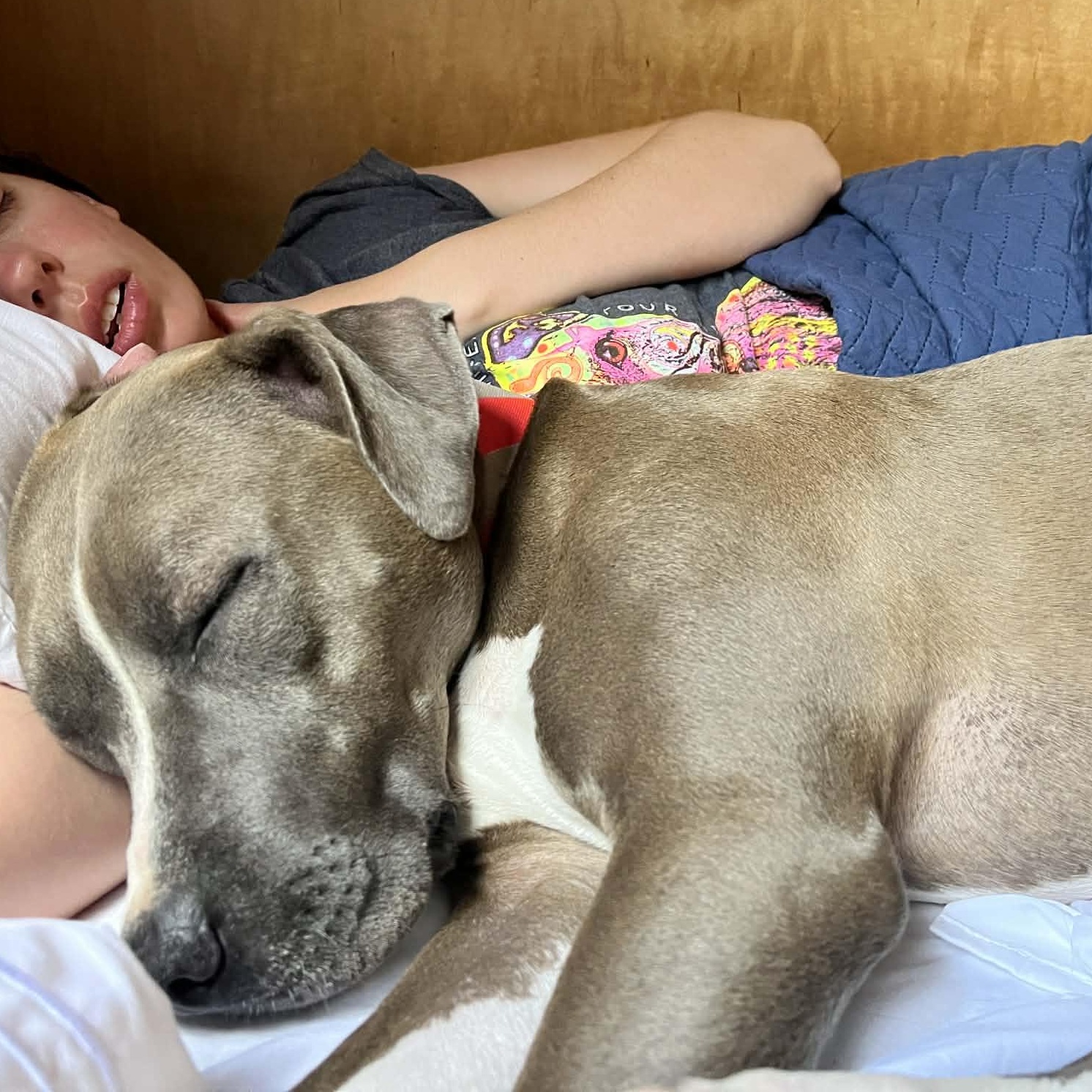 Enlarge Mira, a Adoptable Pit Bull Terrier in Kentwood, MI image 1/6