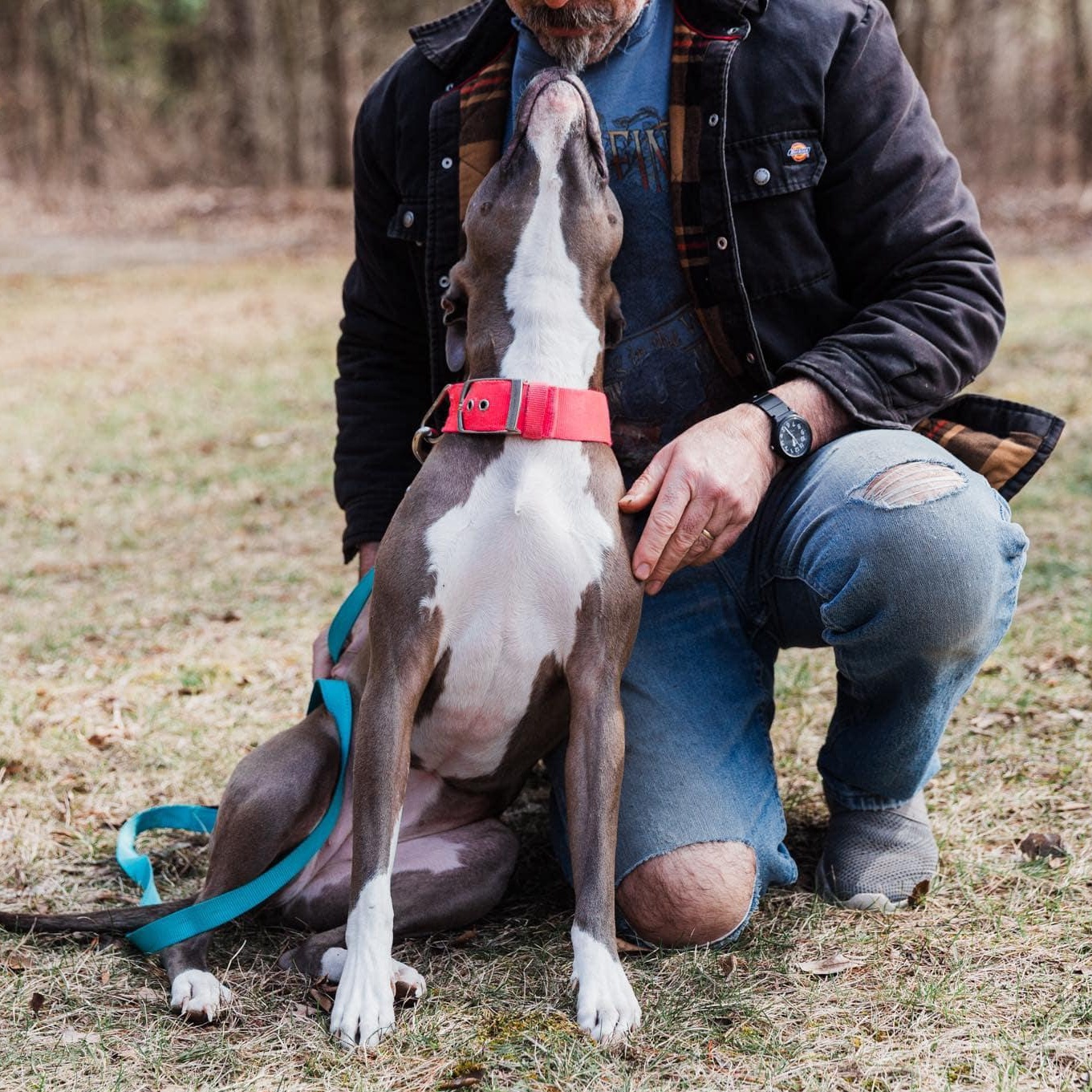 Enlarge Mira, a Adoptable Pit Bull Terrier in Kentwood, MI image 5/6