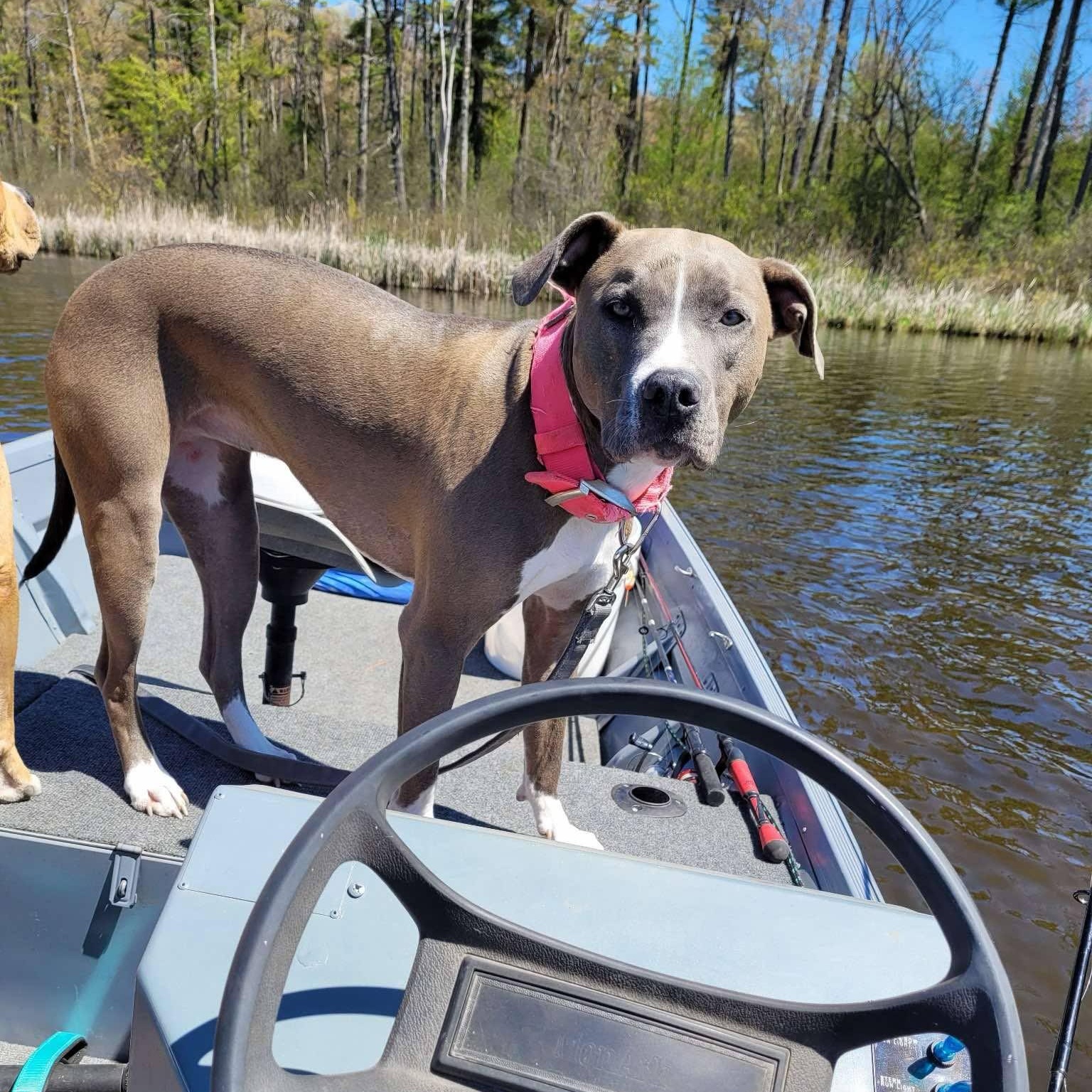 Enlarge Mira, a Adoptable Pit Bull Terrier in Kentwood, MI image 6/6