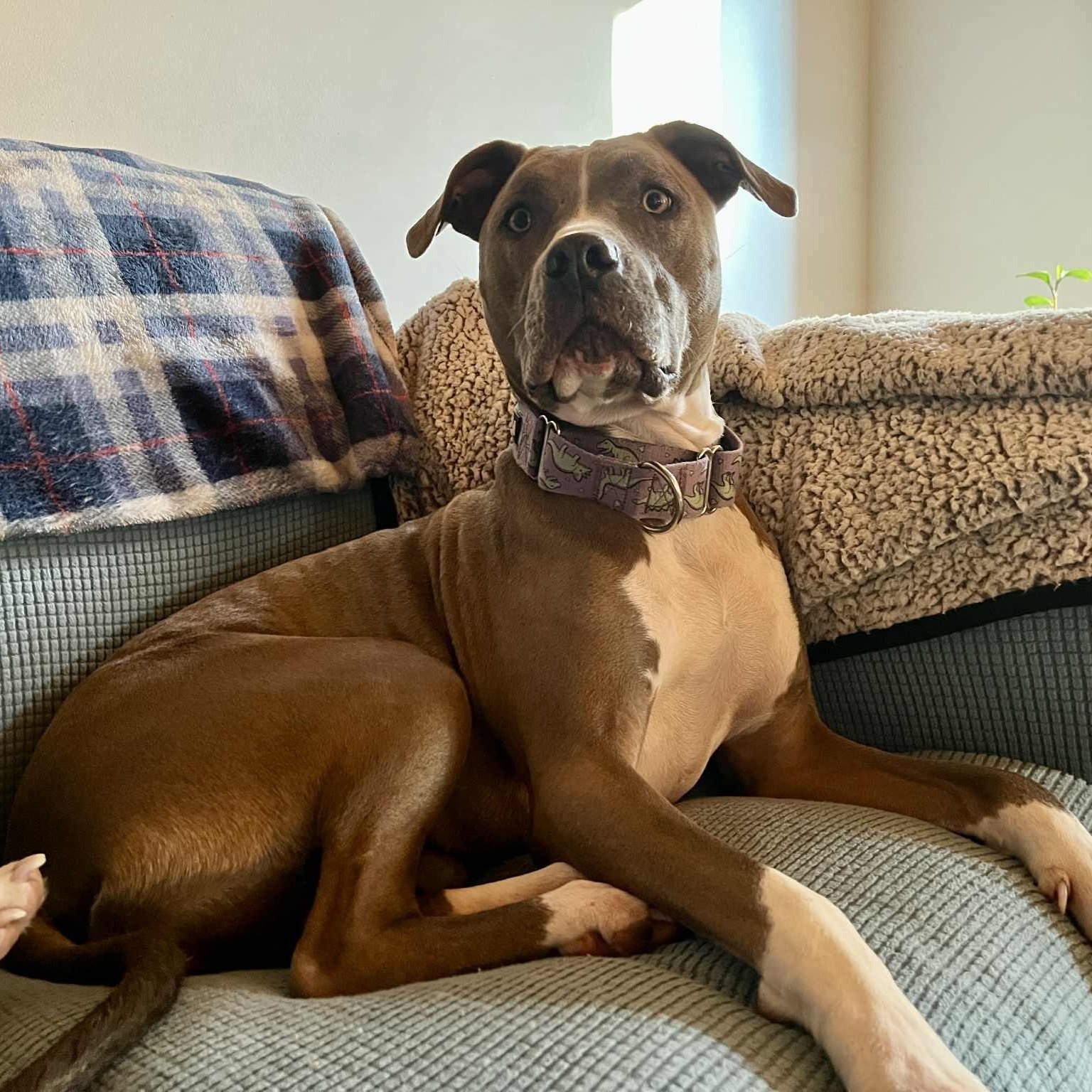 Enlarge Mira, a Adoptable Pit Bull Terrier in Kentwood, MI image 4/6