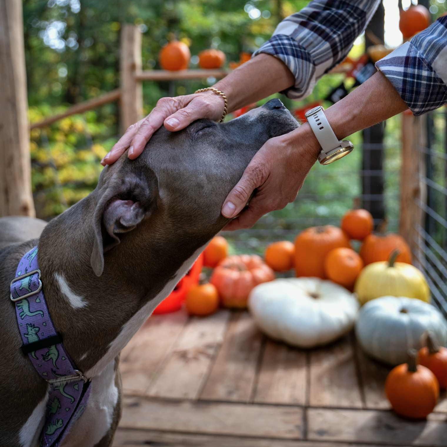 Enlarge Mira, a Adoptable Pit Bull Terrier in Kentwood, MI image 3/6