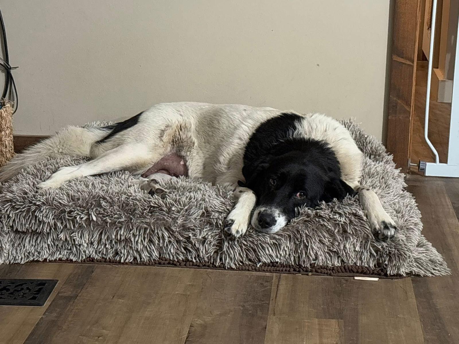 Mavis (7yo, 60lbs), Adopted, Adult Female Border Collie.