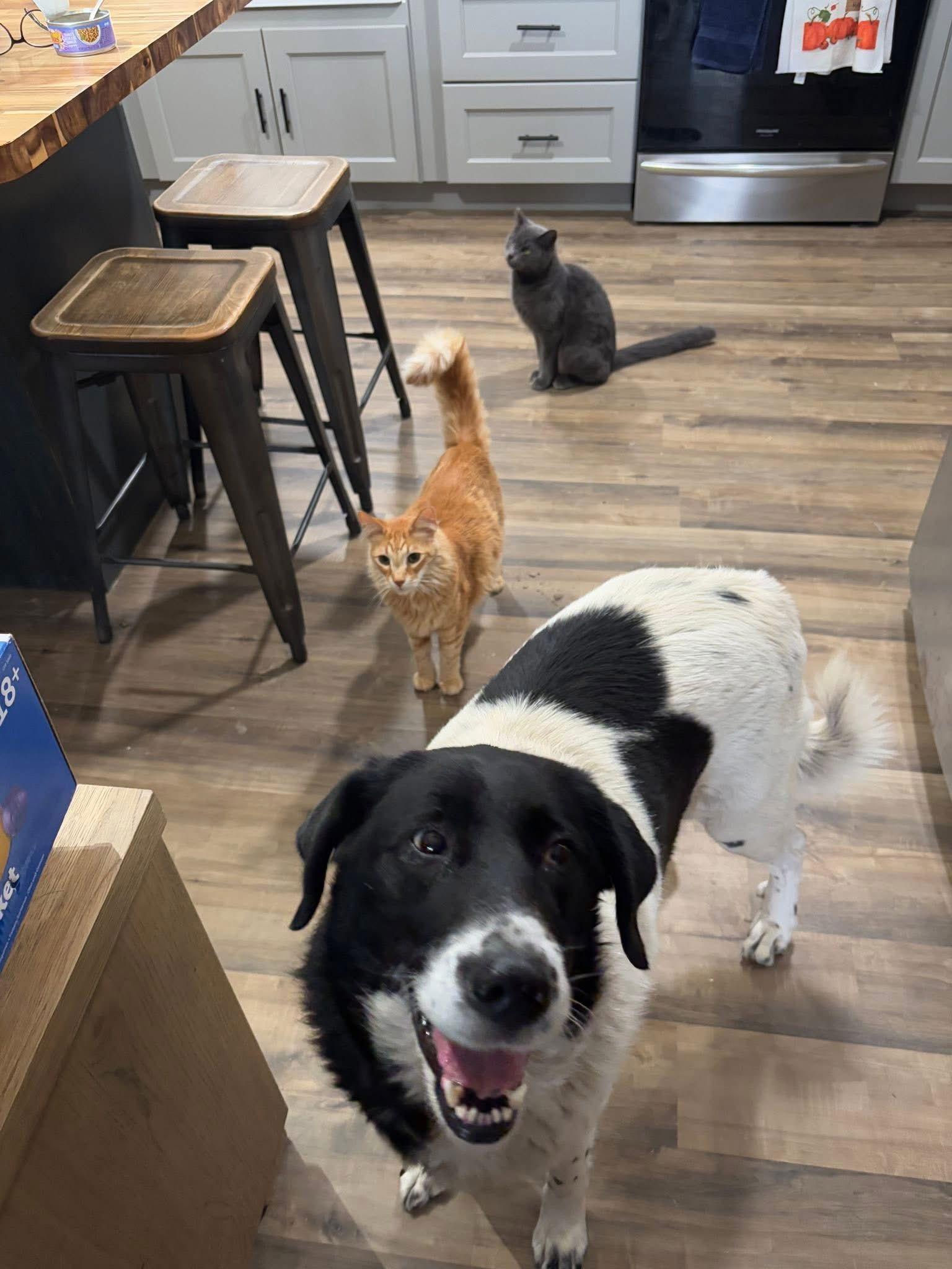 Mavis (7yo, 60lbs), a Adopted Border Collie in Hinton, WV image 2/3