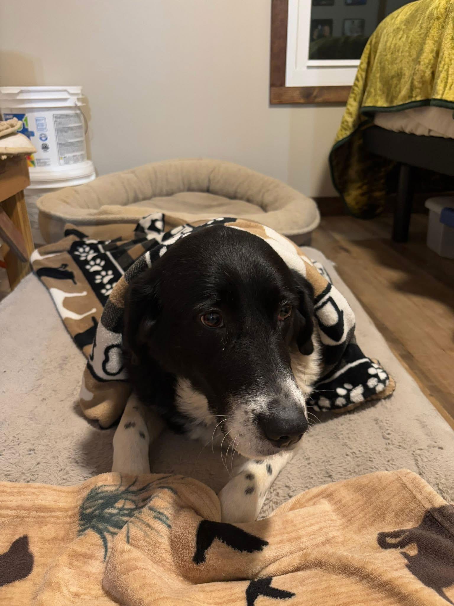 Mavis (7yo, 60lbs), a Adopted Border Collie in Hinton, WV image 3/3