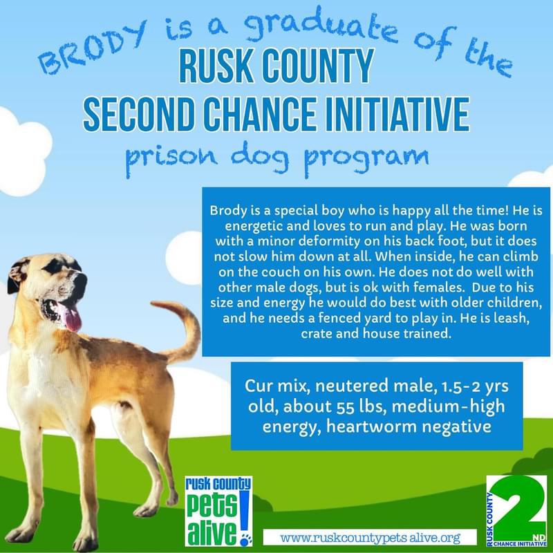 Brody, a Adoptable Black Mouth Cur in Henderson, TX image 3/5