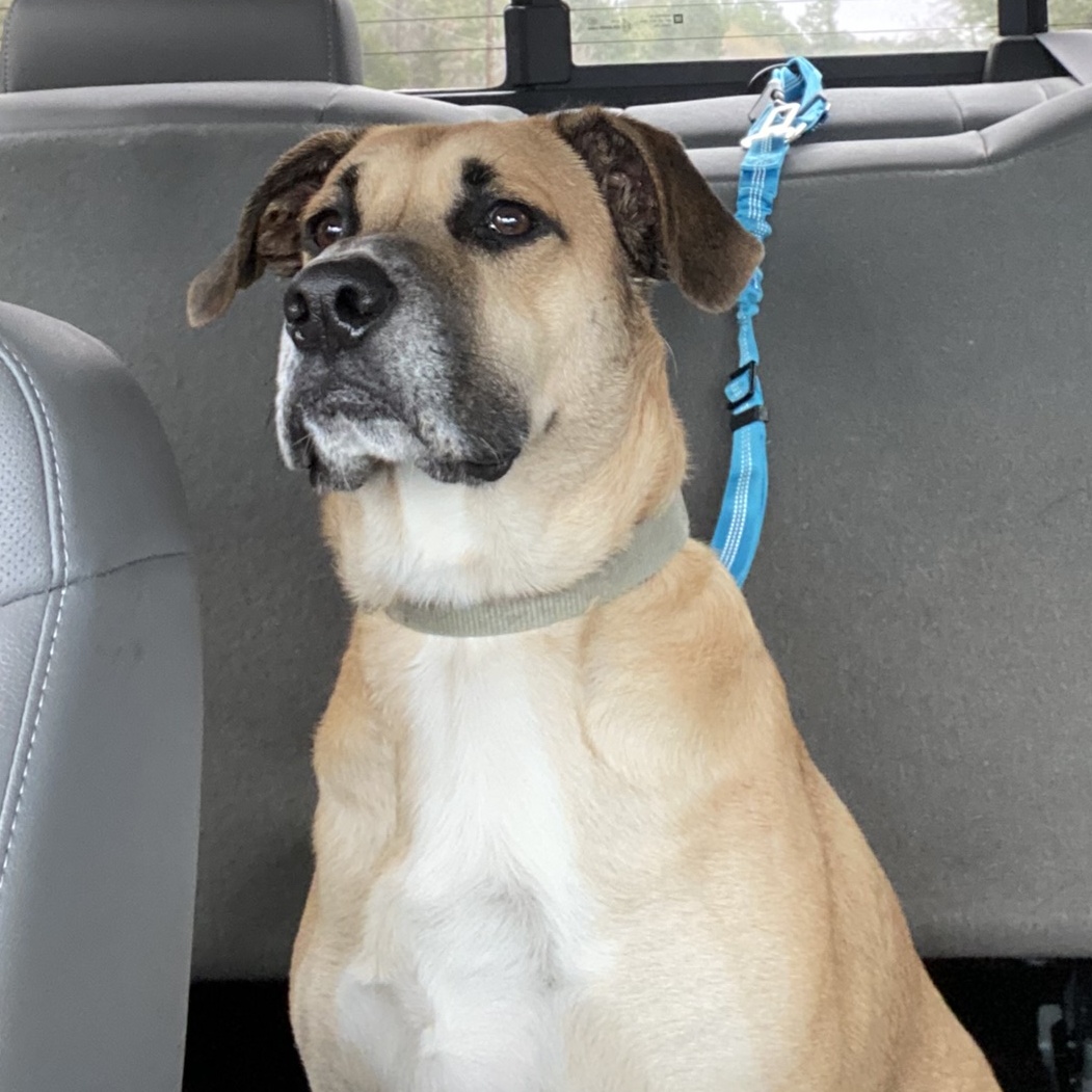 Brody, Adoptable, Adult Male Black Mouth Cur.