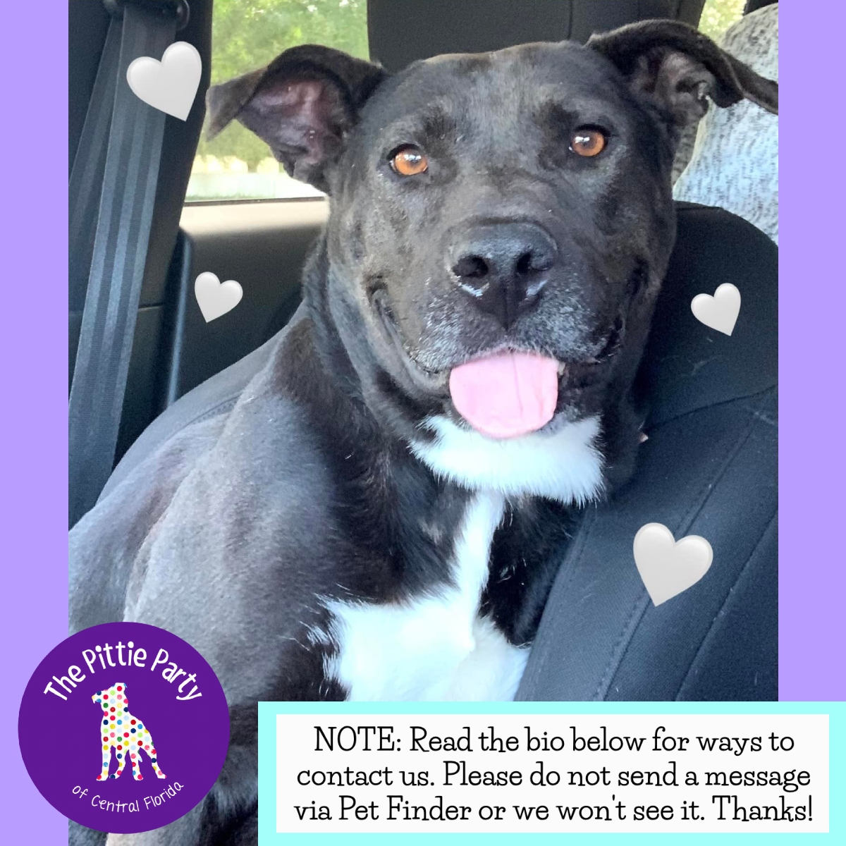 Enlarge Bess, a Adoptable mixed breed in Kissimmee, FL image 1/4