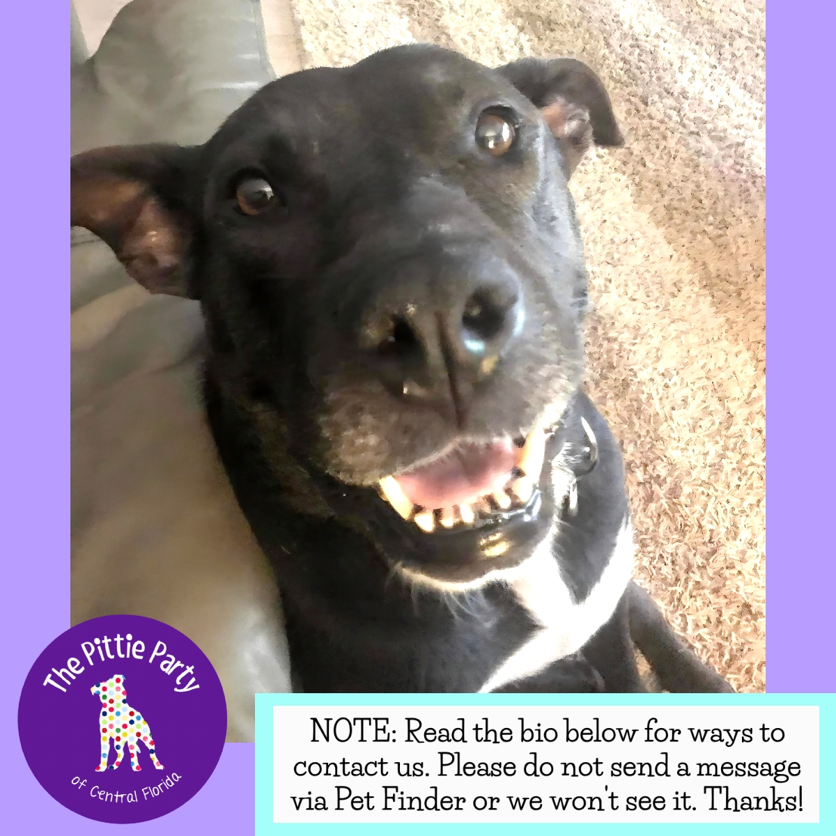 Enlarge Bess, a Adoptable mixed breed in Kissimmee, FL image 2/4