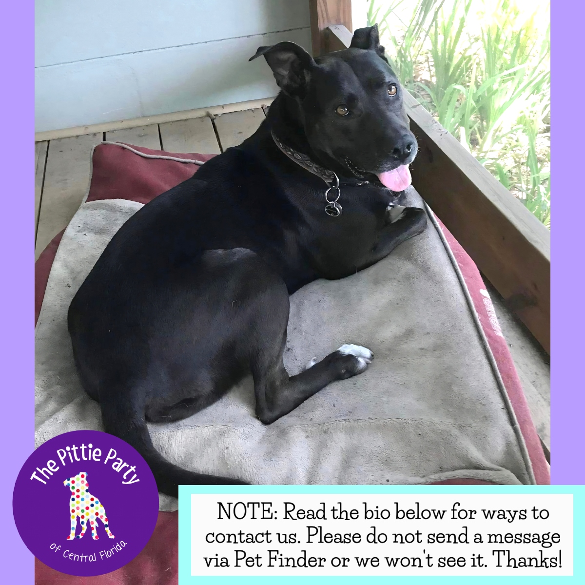 Enlarge Bess, a Adoptable mixed breed in Kissimmee, FL image 3/4