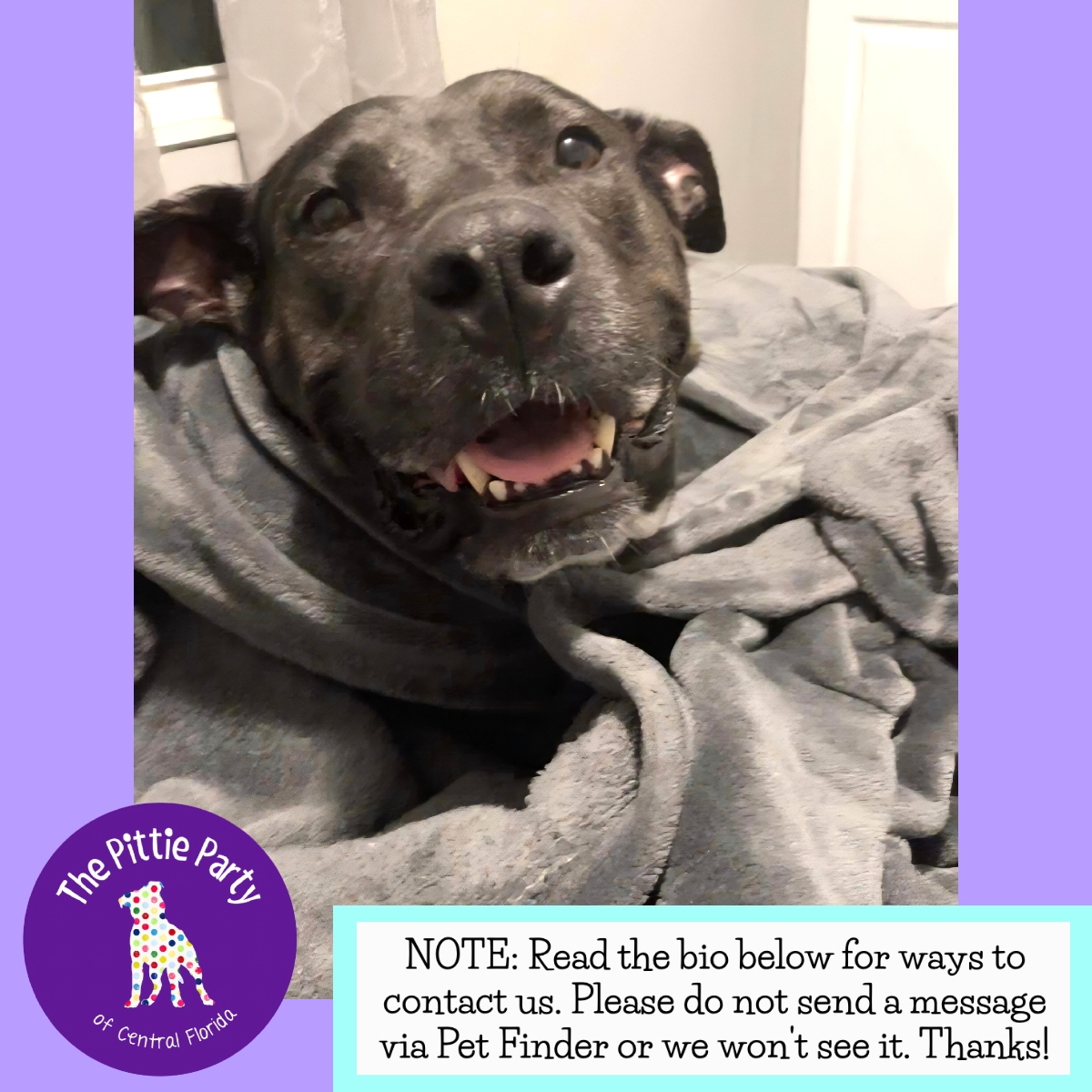 Enlarge Bess, a Adoptable mixed breed in Kissimmee, FL image 4/4