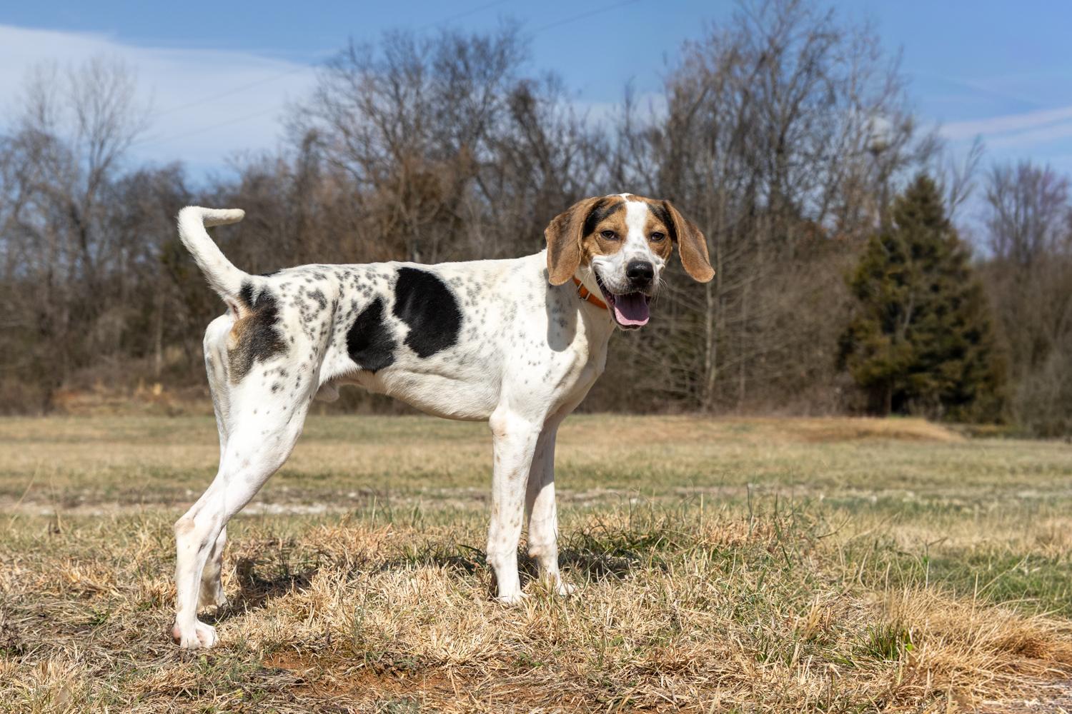 Enlarge Opie, a ADOPTABLE mixed breed in Lebanon, TN image 5/6