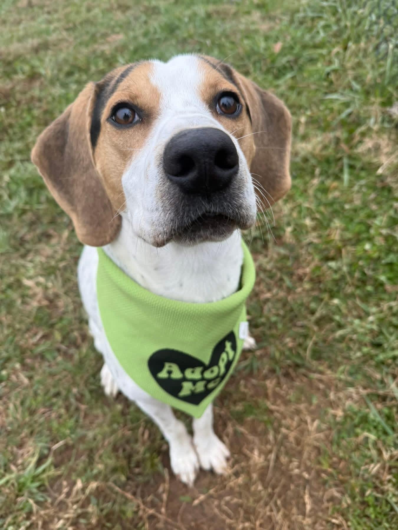 Opie, ADOPTABLE, Adult Male Treeing Walker Coonhound.