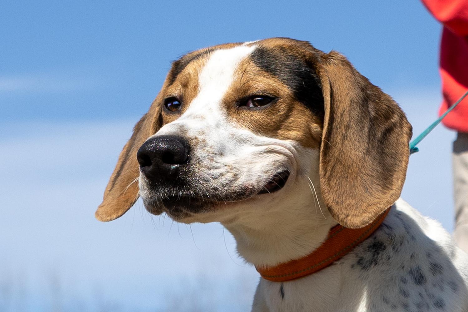 Enlarge Opie, a ADOPTABLE mixed breed in Lebanon, TN image 1/6