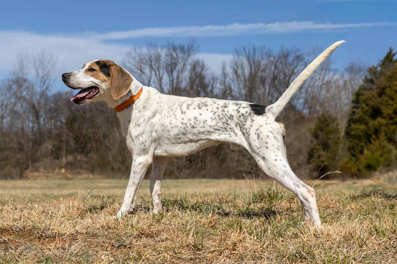 Enlarge Opie, a ADOPTABLE mixed breed in Lebanon, TN image 2/6
