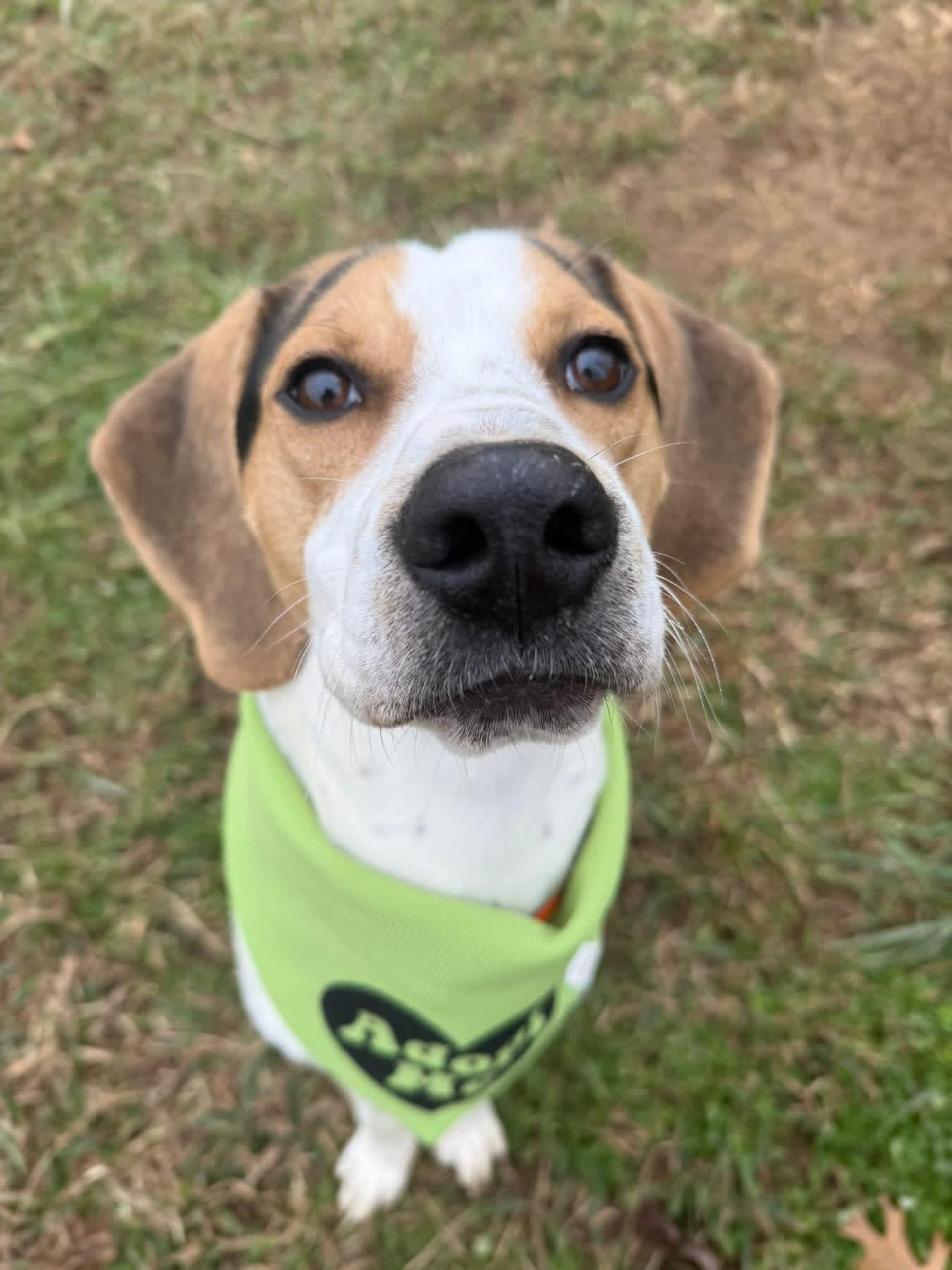 Opie, a ADOPTABLE mixed breed in Lebanon, TN image 2/4