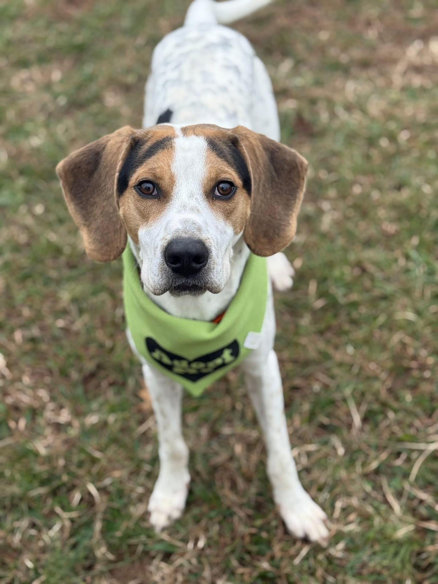 Opie, a ADOPTABLE mixed breed in Lebanon, TN image 3/4