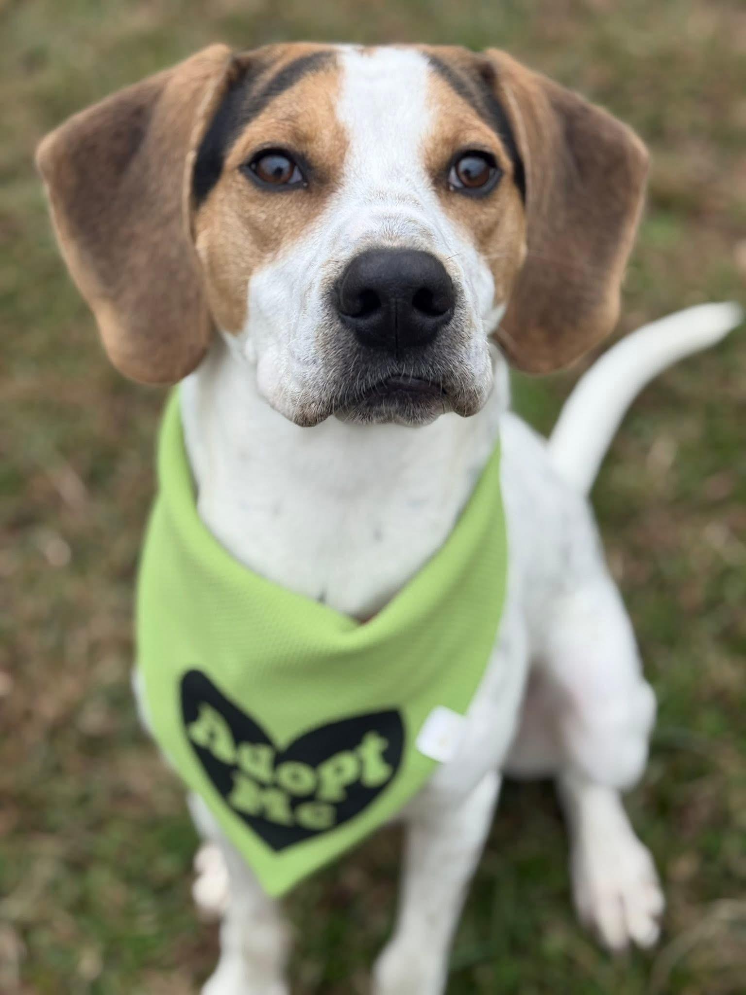 Opie, a ADOPTABLE mixed breed in Lebanon, TN image 4/4