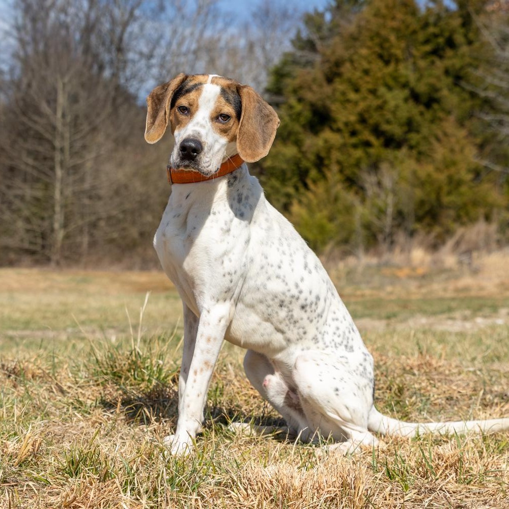 Opie, ADOPTABLE, Young Male Treeing Walker Coonhound.