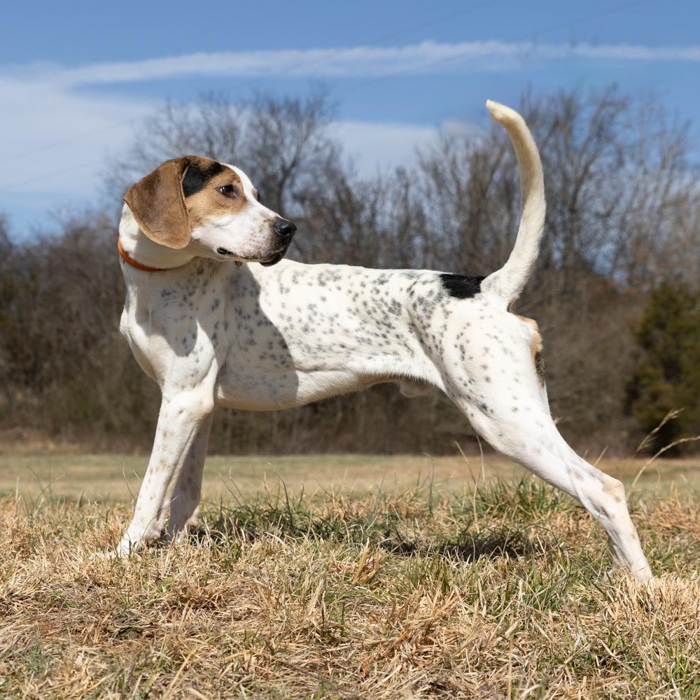 Enlarge Opie, a ADOPTABLE mixed breed in Lebanon, TN image 3/6