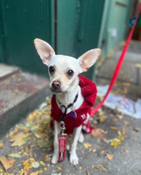 Enlarge Francis, a Adoptable mixed breed in Manhattan, NY image 1/6