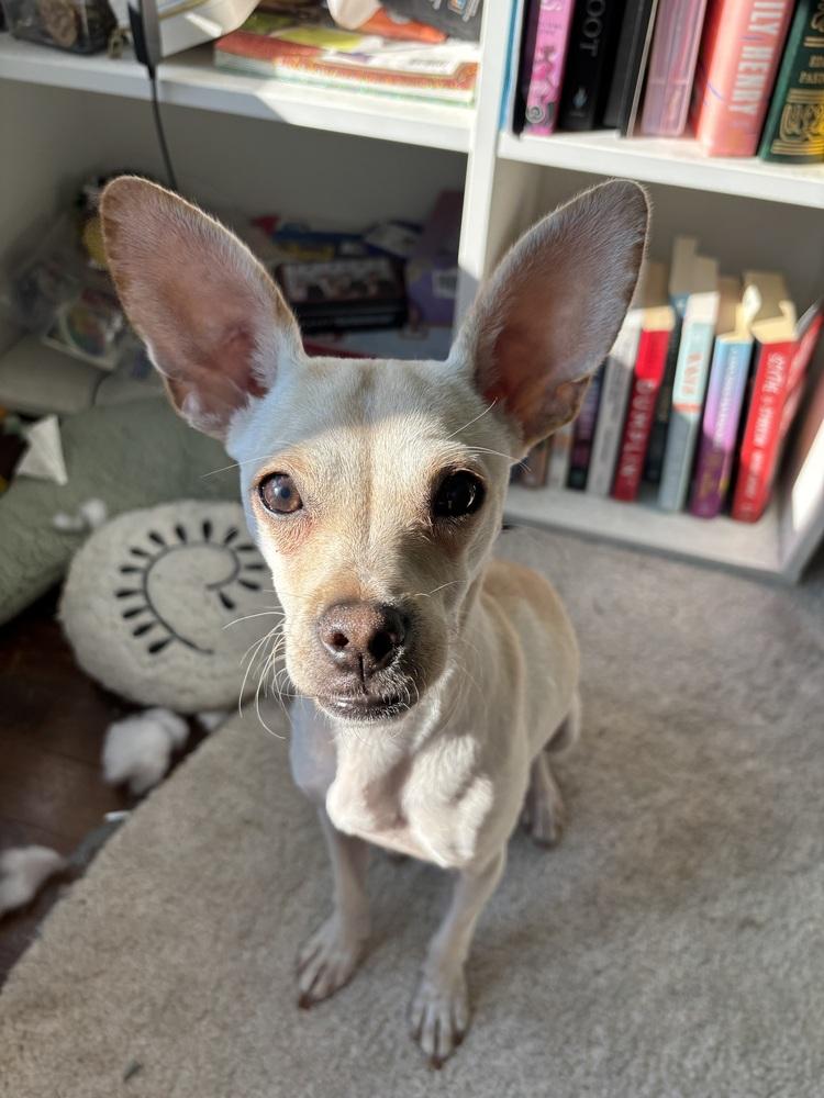 Francis, Adoptable, Puppy Female Chihuahua.