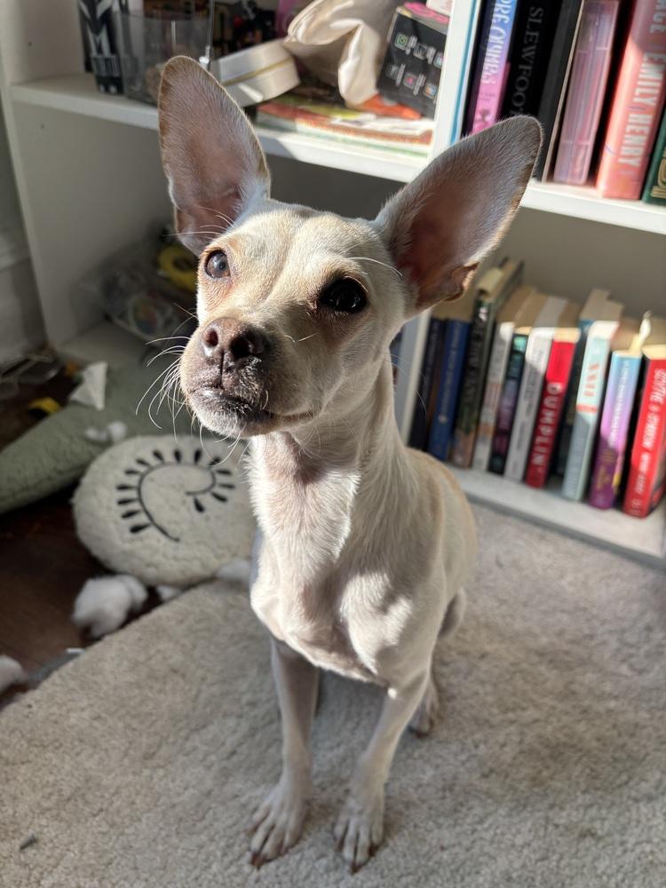 Francis, a Adoptable mixed breed in Manhattan, NY image 2/2