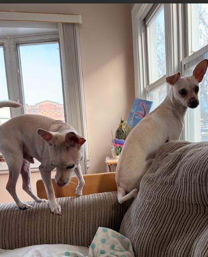 Enlarge Francis, a Adoptable mixed breed in Manhattan, NY image 3/6