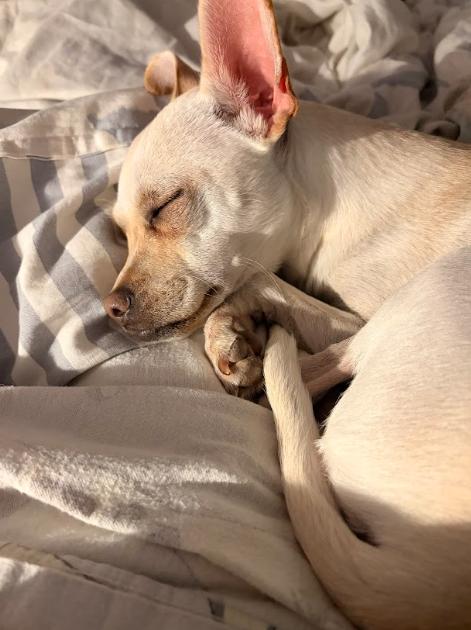 Enlarge Francis, a Adoptable mixed breed in Manhattan, NY image 5/6