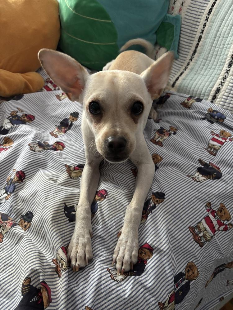 Enlarge Francis, a Adoptable mixed breed in Manhattan, NY image 6/6