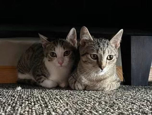 Sally (Bonded with Simon), Adoptable, Young Female Domestic Short Hair & Tabby.